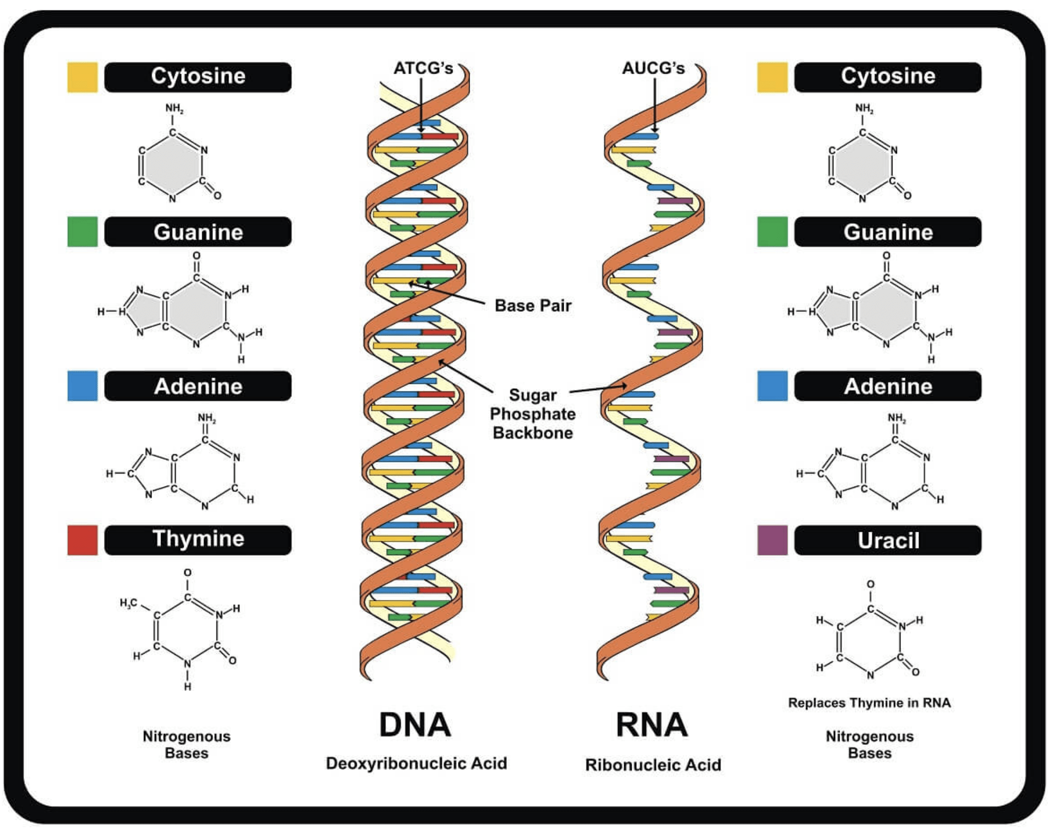 Рнк аденин гуанин. Структура ДНК И РНК. ДНК аденин. Структура молекулы ДНК И РНК. Модель строения ДНК.