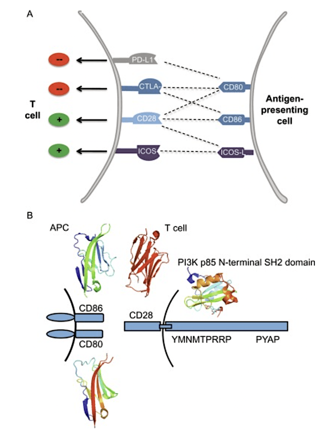 CD28 mechanism