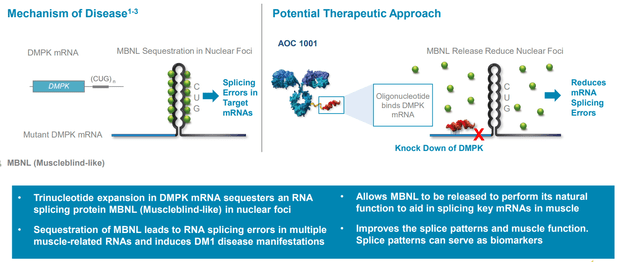 Therapeutic Approach in DM1