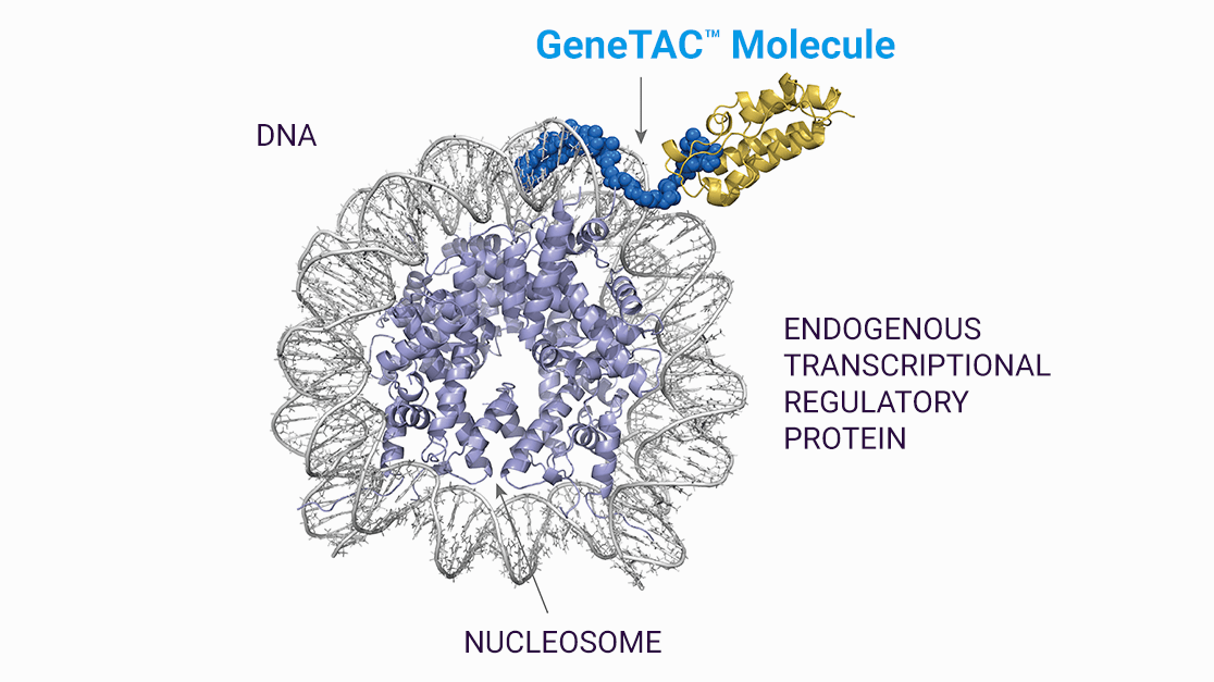 GeneTAC Molecule