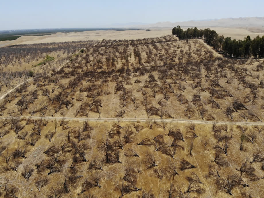 Abandoned almond orchard in Newman, Calif. Terry Chea/AP