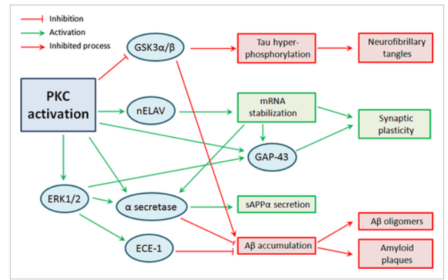 PKC activation pathways