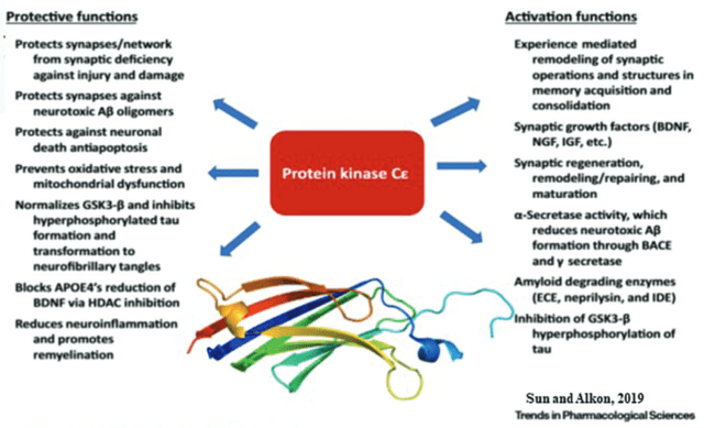 Bryostatin functions