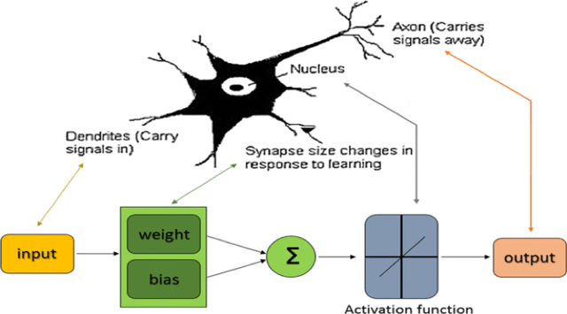 Comparing a neuron and the ANN architecture