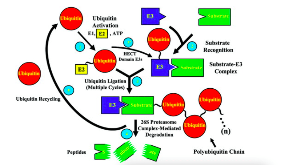 système ubiquitine-protéasome <span class=