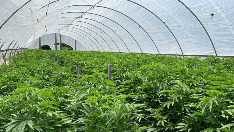 Example of a cannabis hoop house in Humboldt County