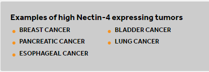 High Nectin-4 Expressing Tumor Types