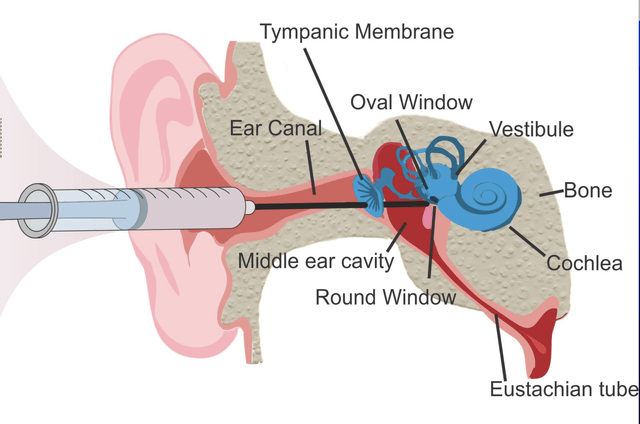 Frontiers in Cellular Neuroscience