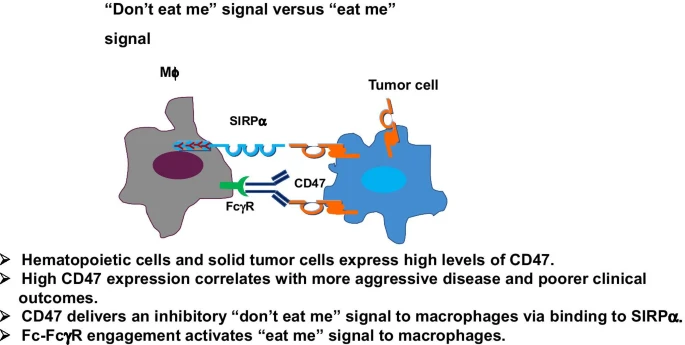 CD47 expression