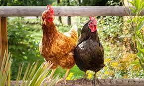 Higher demand for organic chicken to increase worldwide sales