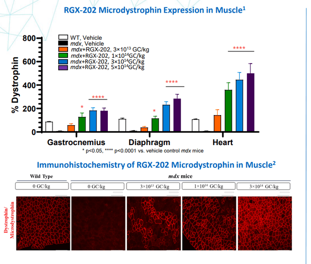 RGNX-202 robust dystrophin expression