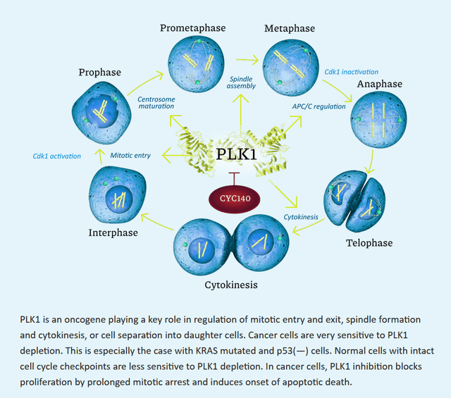 PLK1 in the cell cycle