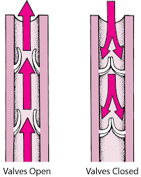 Figure : One-way valves in veins - Merck Manuals Consumer Version