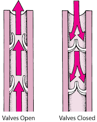 Figure: One-Way Valves in the Veins - MSD Manual Consumer Version