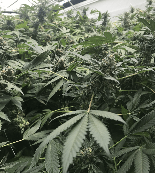 cannabis flower, Lowell Farms