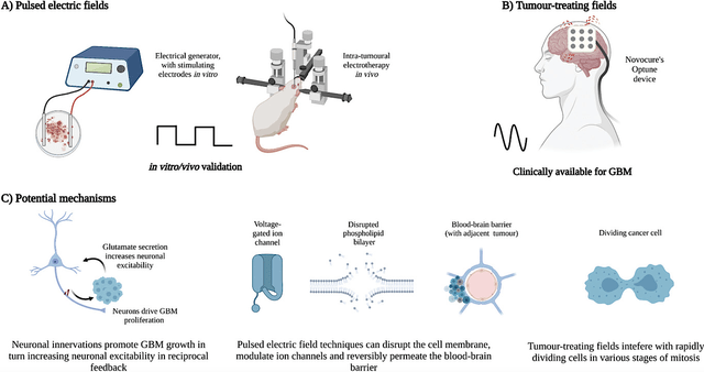 TTF mechanism of action