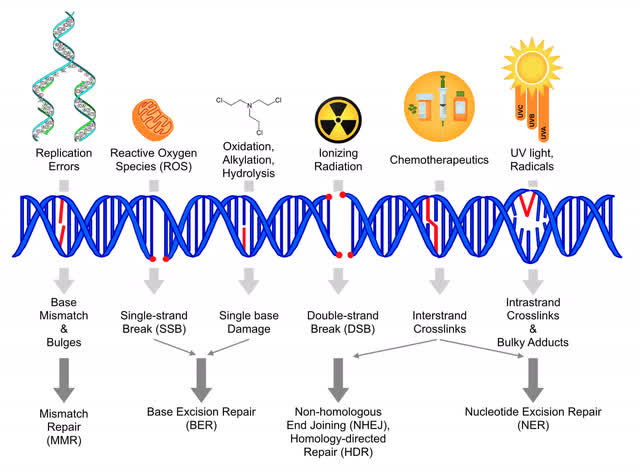 diagram showing types of DNA damage