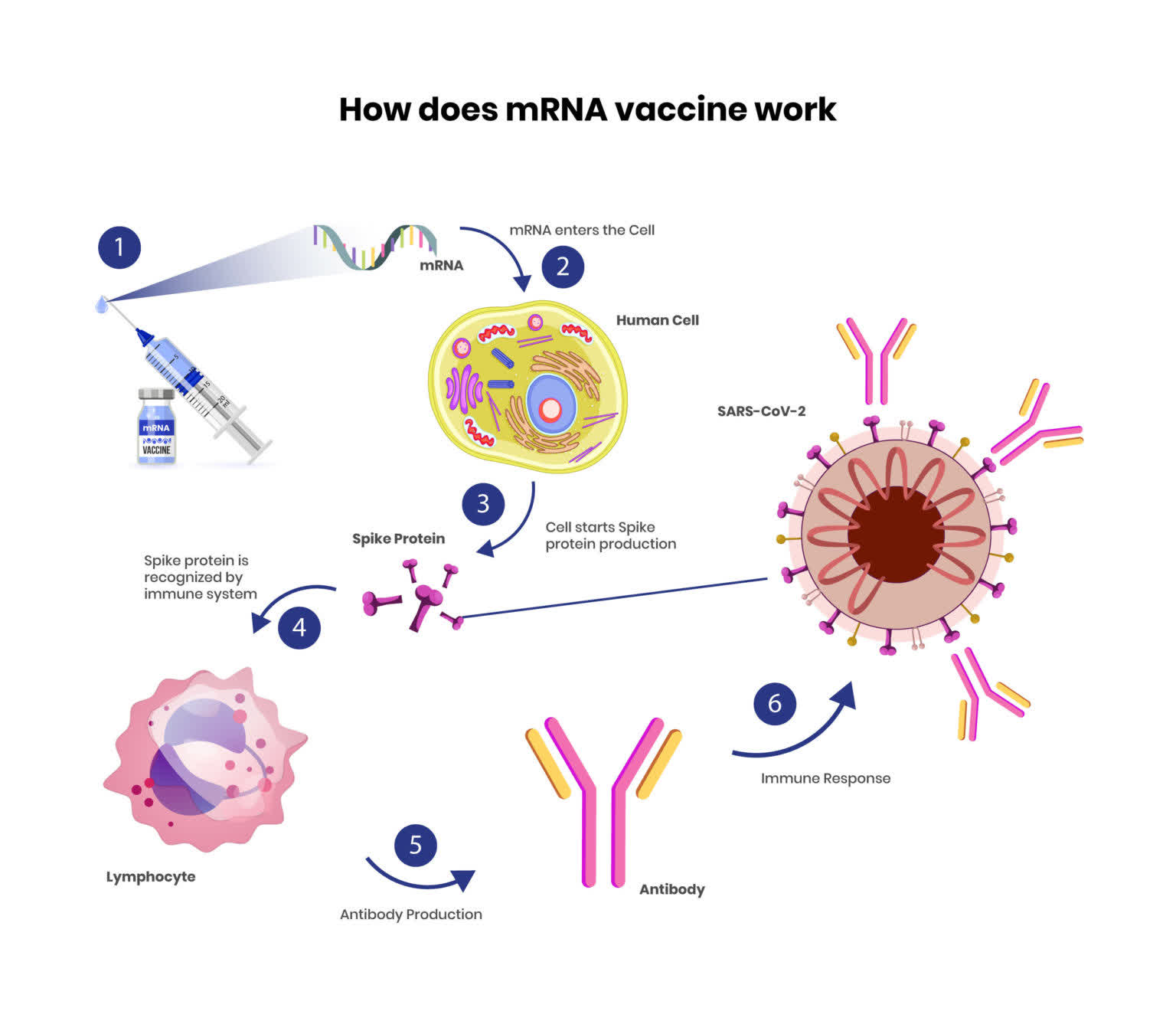 Типы вакцин коронавируса. Вакцина коронавирус MRNA. Covid 19 vaccine MRNA. Механизм МРНК вакцины. Иммунологические механизмы действия вакцин.