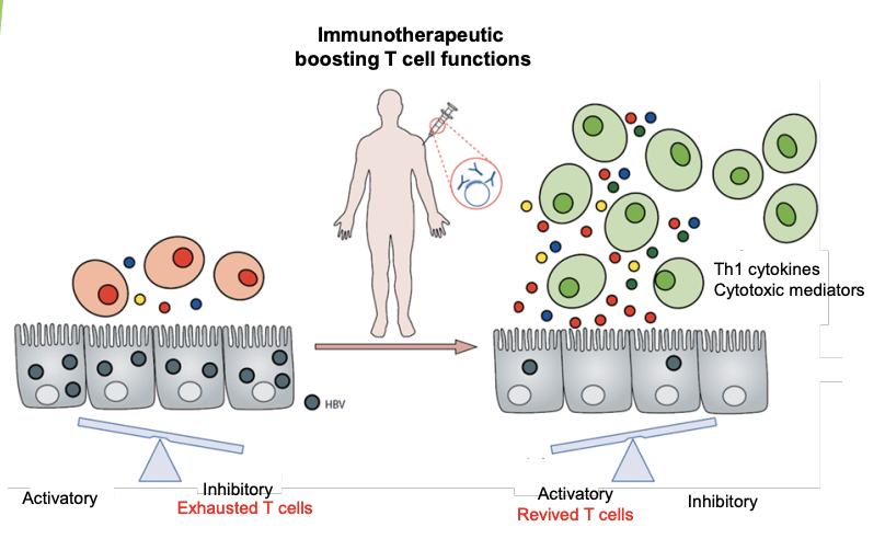 HepTCell therapy response