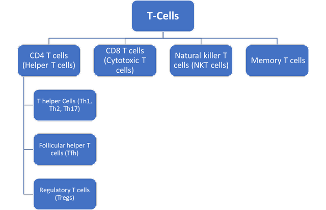 Subtypes of T-Cells
