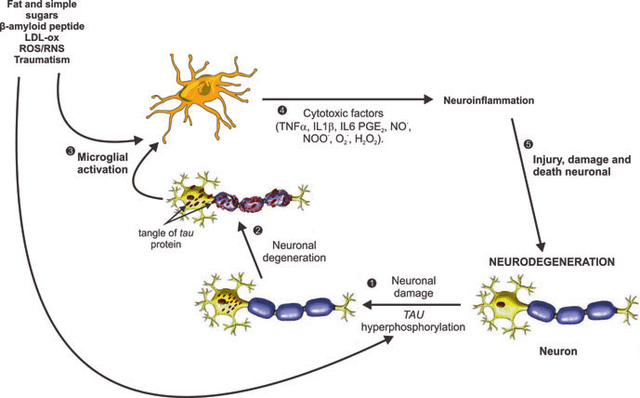Microglia Activation and Neuroinflammation Pathway in AD