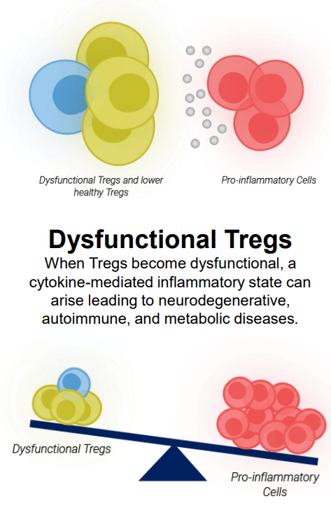 Immune Disequilibrium Due to Dysfunctional Tregs