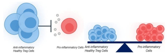 Tregs Ensuring Immune Equilibrium