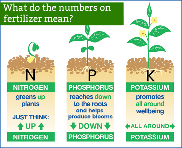 What is NPK Fertilizer and How to Use it?