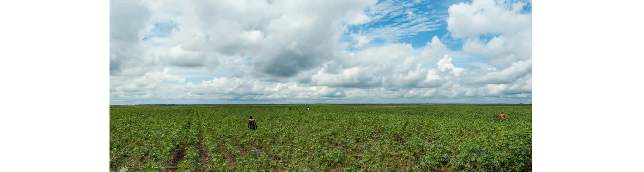 Castor plantation in Congo