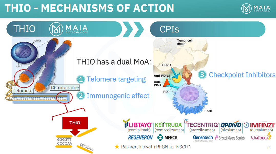 MAIA Biotechnology: Progress In The THIO-101 Trial Sets Up A 2023 ...