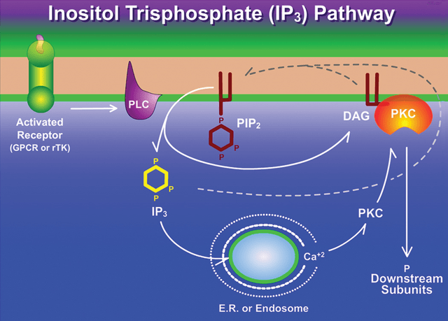 Inositol Triphosphate Pathway