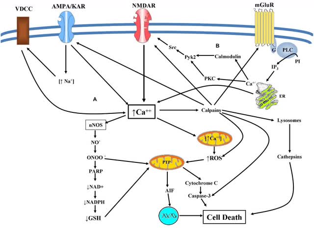 Glutamate Excitotoxicity