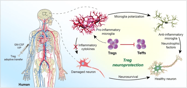 Tregs in CNS inflammatoin