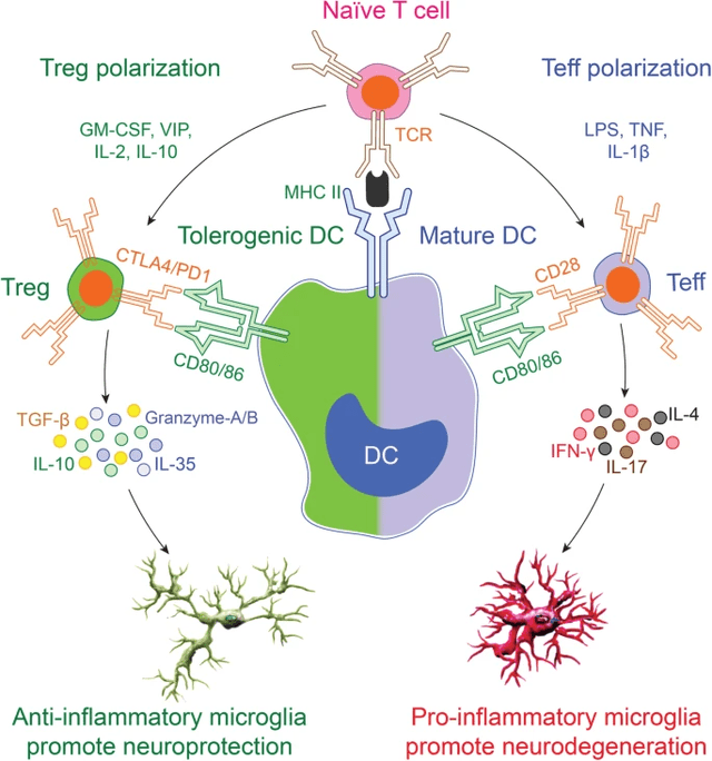 Treg polarization neuroinflammation