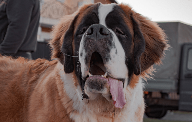 DHDLC (2) DHDLC large canine OCT23-24 Photo by Vlad Rudkov connected Unsplash