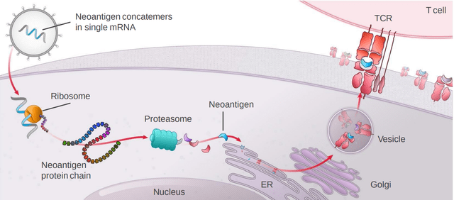 Image from Moderna program materials on the Individualized Neoantigen Therapy, showing how the mRNA encodes a chain of "neoantigens", cleaved after translation before being presented to T cells