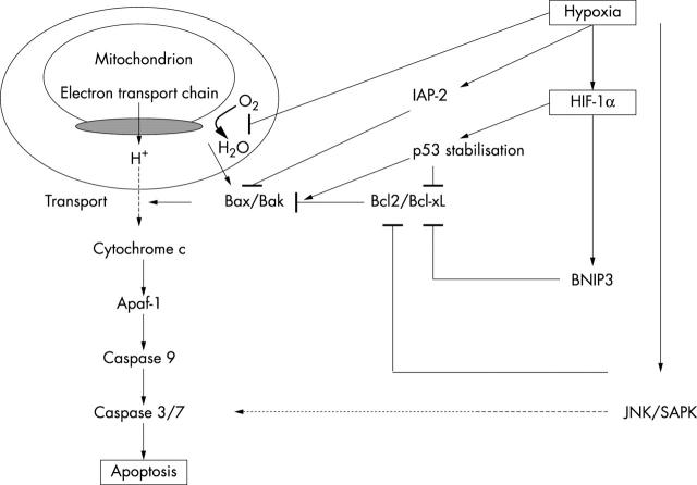 intracellular galectin-3 and cytochrome c release