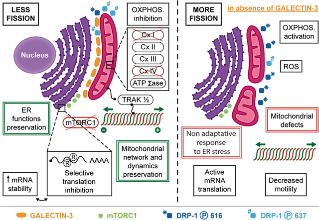 stress response gal-3