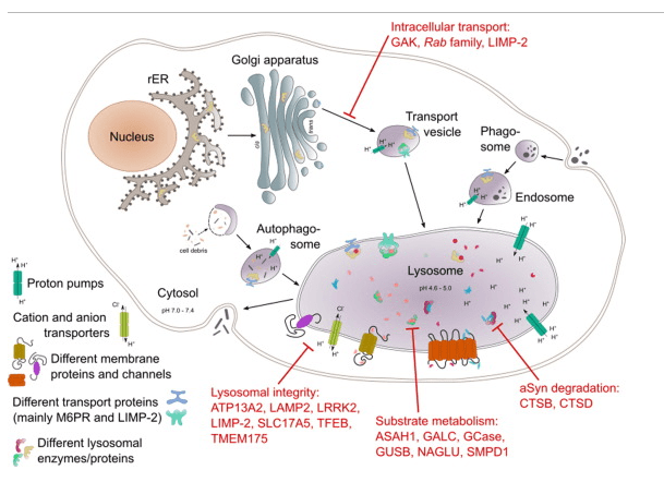 Gain Therapeutics: The Case For GCase In Parkinson’s And Buyout ...