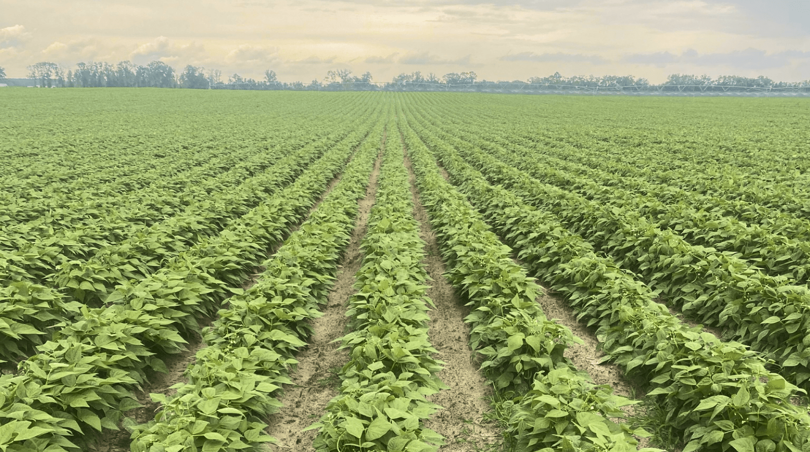 Bilionaire Investors Buy Farmland (And You Should Too) Seeking Alpha