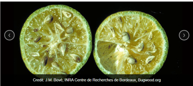 A Picture of Citrus Greening from J.M. Bové, INRA Centre de Recherches de Bordeaux, Bugwood.org