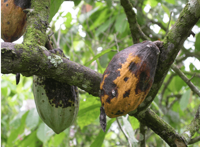One of many factors that affected the West African cocoa crop