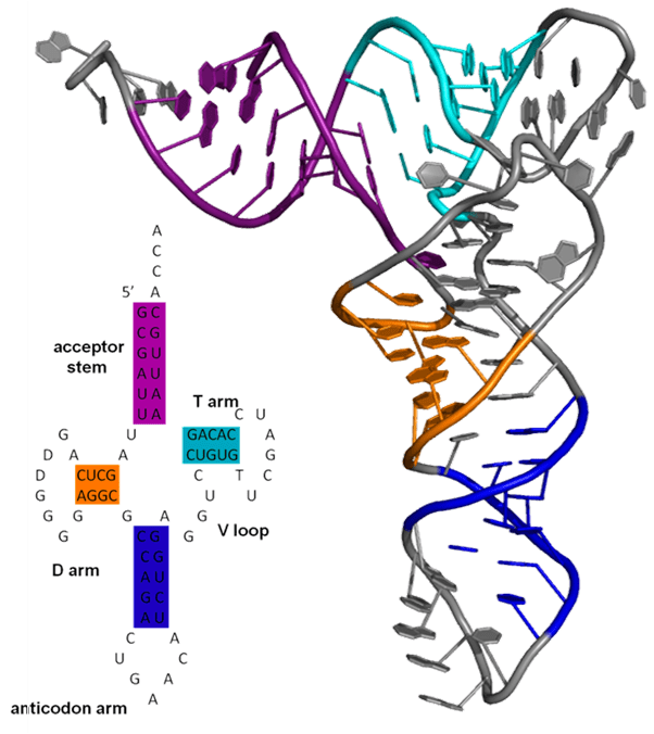 Diagram of a transfer RNA molecule, demonstrating complex tertiary structure mediated by base pairing