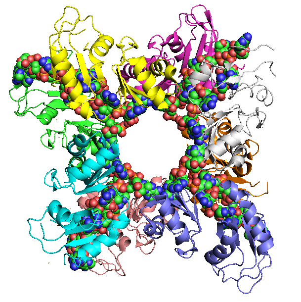 Render of PDB entry 1CVJ, Poly-A RNA in complex with poly-A binding protein