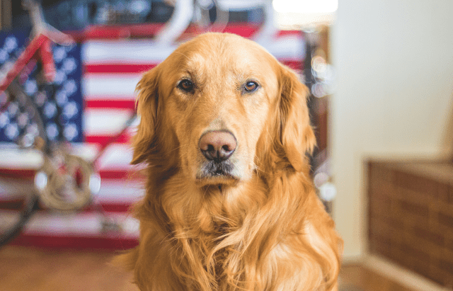 BARNY24 (2) BARNYdogs MAR24-25 Photo by Caleb Fisher on Unsplash