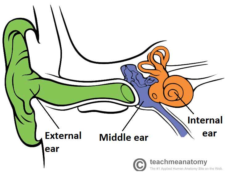 The Ear - TeachMeAnatomy