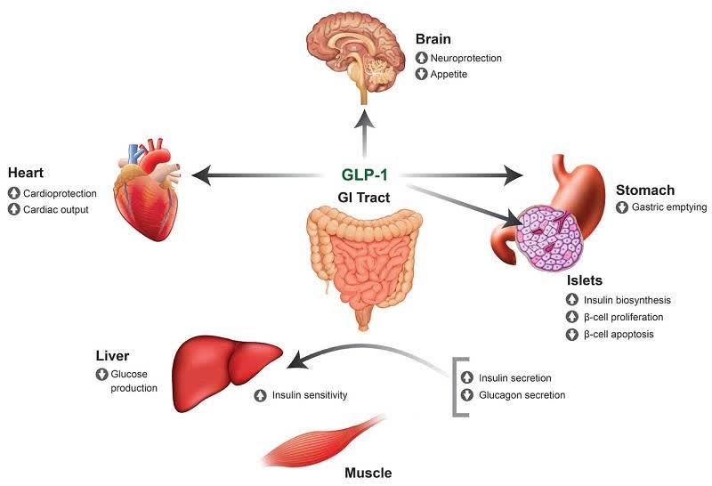 Glucagon Like Peptide 1 (GLP-1) Agonist Drugs for Type 2 Diabetes ...