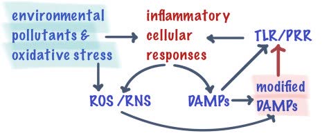 Peroxynitrite in Alzheimer's disease