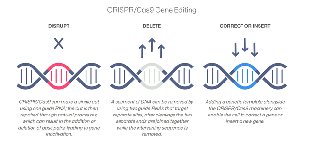 gene editing schematic