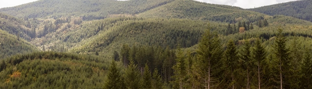 How We Do It | Weyerhaeuser